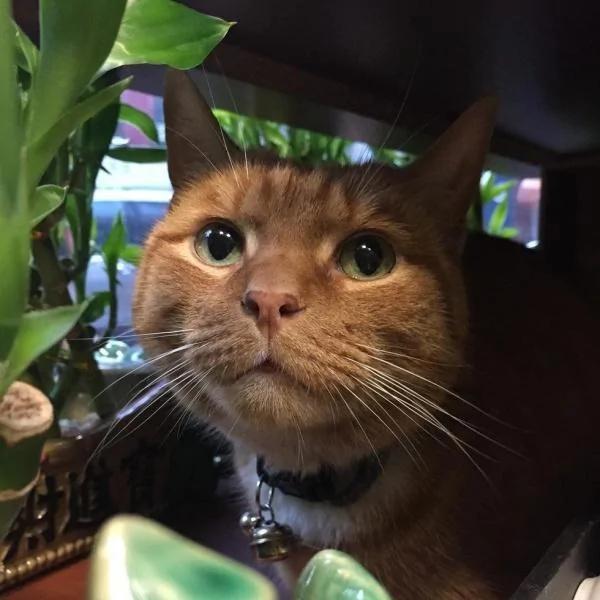 杂货店老板收养一只猫咪 猫咪为老板打工九年 成活体招财猫!