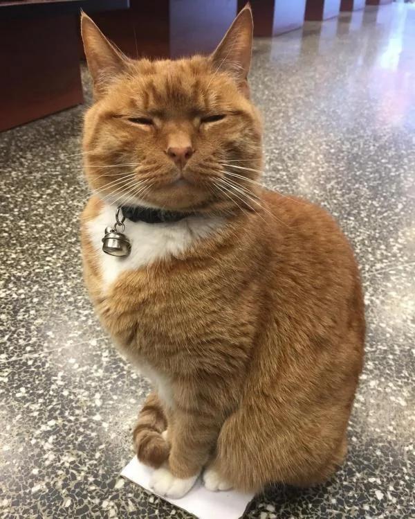 杂货店老板收养一只猫咪 猫咪为老板打工九年 成活体招财猫!