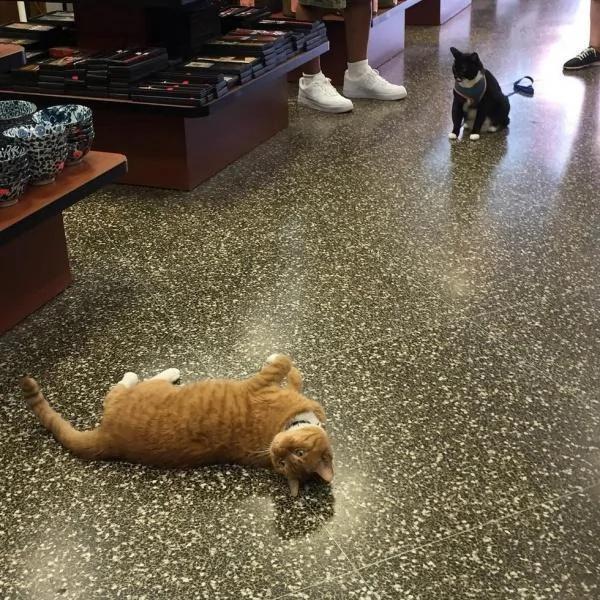杂货店老板收养一只猫咪 猫咪为老板打工九年 成活体招财猫!