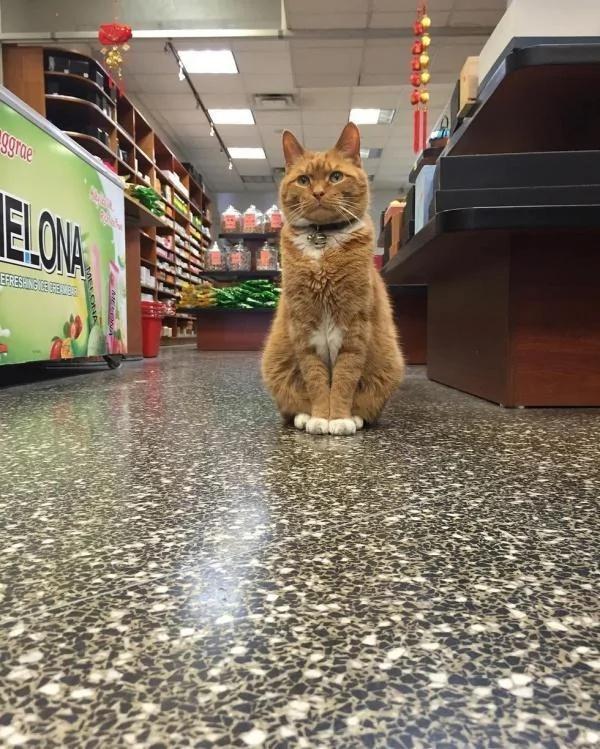 杂货店老板收养一只猫咪 猫咪为老板打工九年 成活体招财猫!