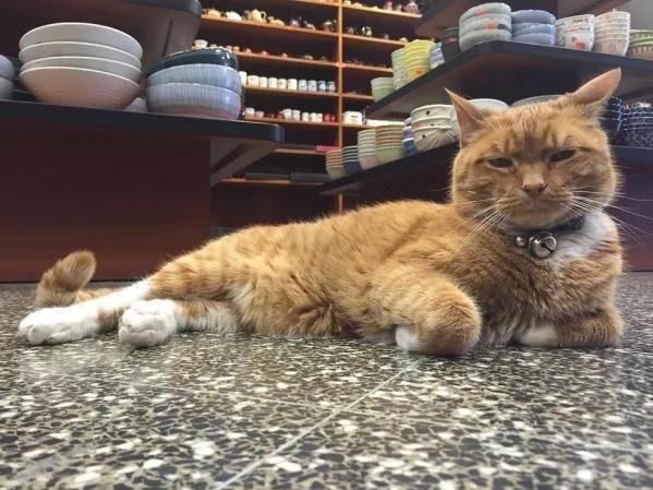 杂货店老板收养一只猫咪 猫咪为老板打工九年 成活体招财猫!