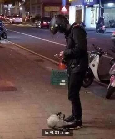 网友遇到“碰瓷猫” 小小肉球超可爱 笑翻了!