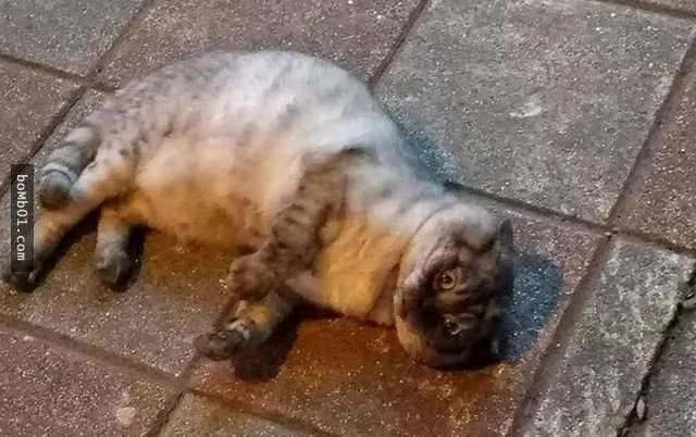 网友遇到“碰瓷猫” 小小肉球超可爱 笑翻了!
