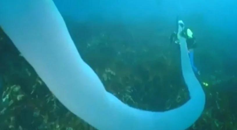 潜水员发现深海大型珍稀生物 体似十几米大管子 能吹一辈子