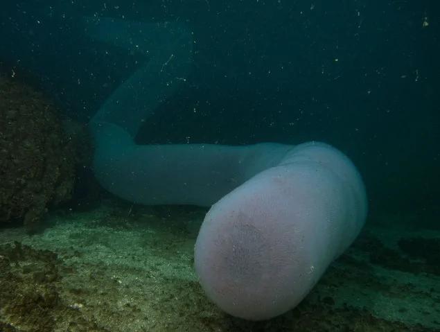 潜水员发现深海大型珍稀生物 体似十几米大管子 能吹一辈子