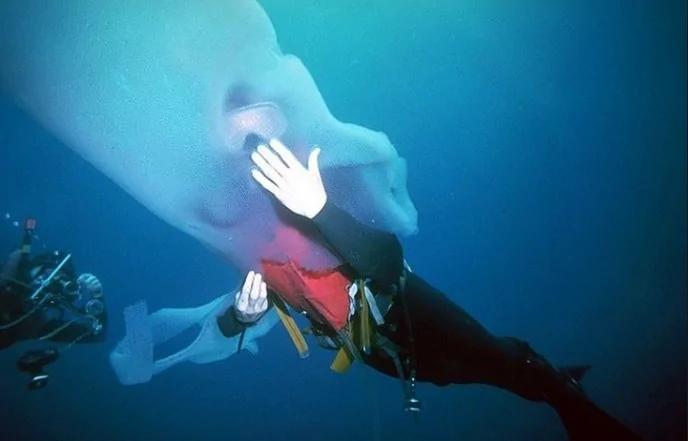 潜水员发现深海大型珍稀生物 体似十几米大管子 能吹一辈子