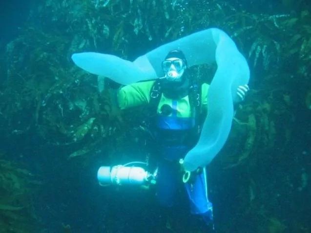 潜水员发现深海大型珍稀生物 体似十几米大管子 能吹一辈子