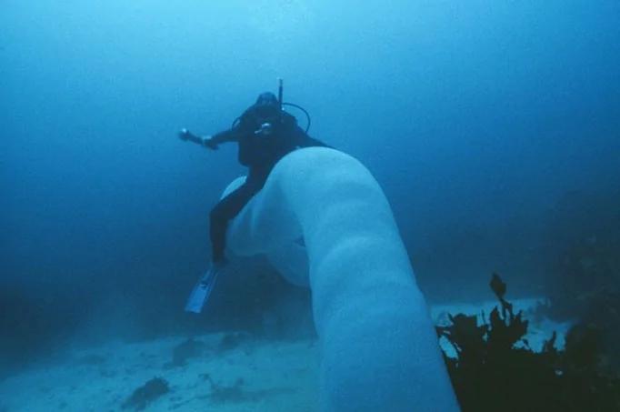 潜水员发现深海大型珍稀生物 体似十几米大管子 能吹一辈子