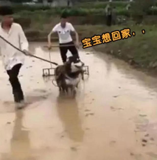 阿拉斯加被主人当耕牛使 主人后面赶着它耕田 场景让人笑喷