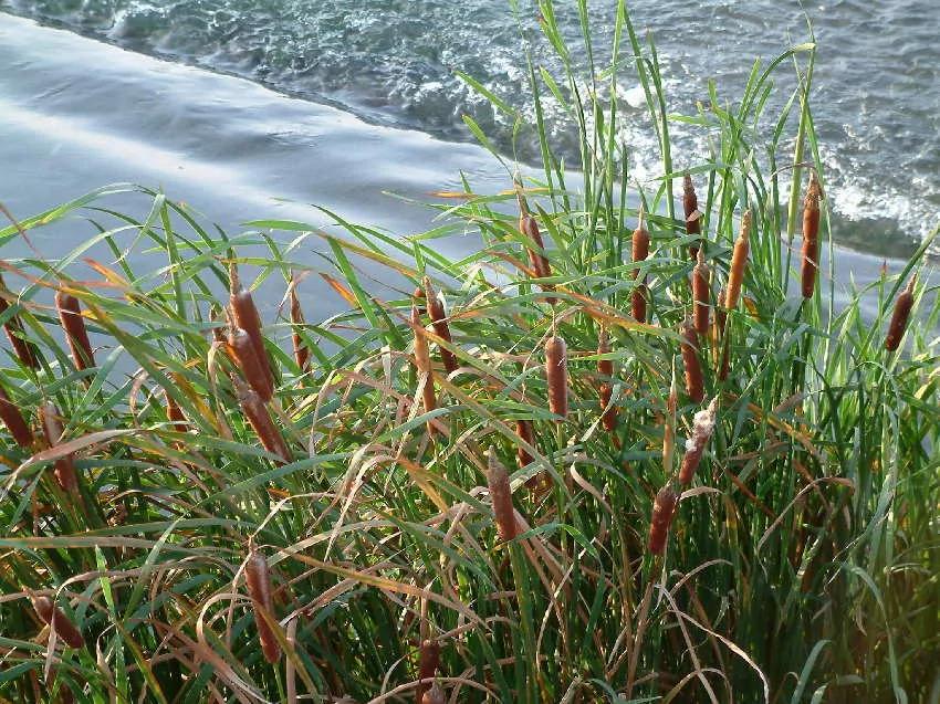 这种溪边常见的“奇怪水草”竟是“餐厅名菜”而且“整株都是宝…”