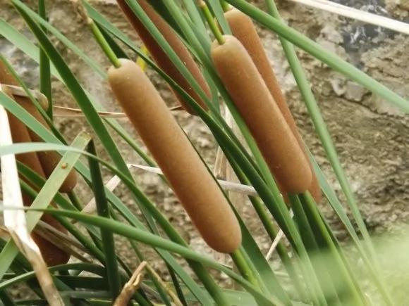这种溪边常见的“奇怪水草”竟是“餐厅名菜”而且“整株都是宝…”