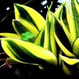 实用 冬天怕冷不开窗?啥时是最佳开窗时间?