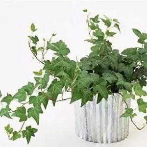 实用 冬天怕冷不开窗?啥时是最佳开窗时间?