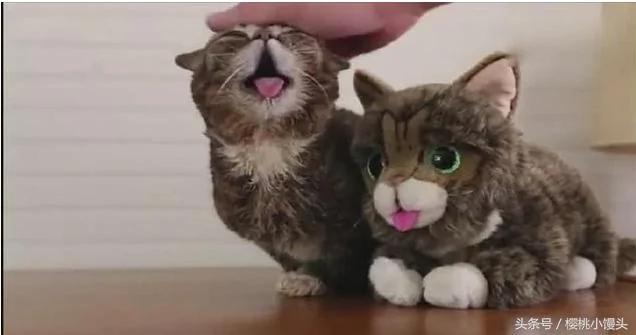 猫咪为了和玩具猫争宠 做出的反应让主人哭笑不得!