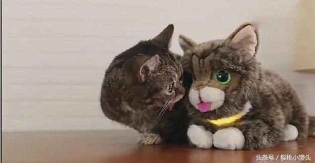 猫咪为了和玩具猫争宠 做出的反应让主人哭笑不得!