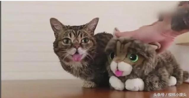 猫咪为了和玩具猫争宠 做出的反应让主人哭笑不得!
