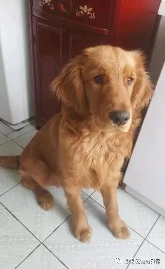 金毛在家里翻出了这一本东西 最后帮我挽救了这个家!