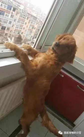 金毛在家里翻出了这一本东西 最后帮我挽救了这个家!