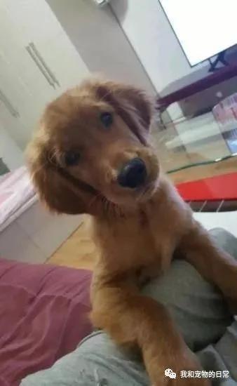 金毛在家里翻出了这一本东西 最后帮我挽救了这个家!