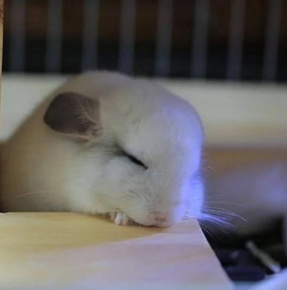 圆滚滚“龙猫”背对主人 转过身的瞬间萌翻了!