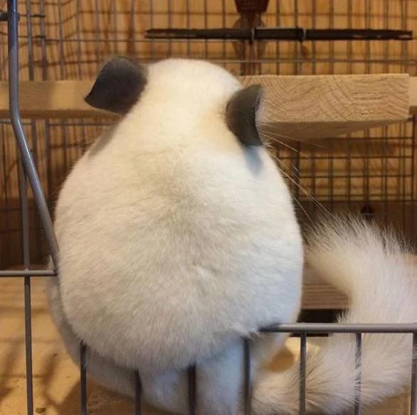 圆滚滚“龙猫”背对主人 转过身的瞬间萌翻了!