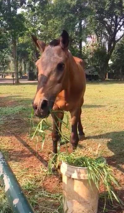 印尼受虐老马获救 踏入新家后 它的举动惹哭众人!