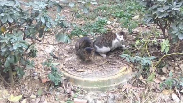 猫咪误食老鼠药身体虚弱 同伴的举动让人感动