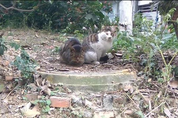 猫咪误食老鼠药身体虚弱 同伴的举动让人感动