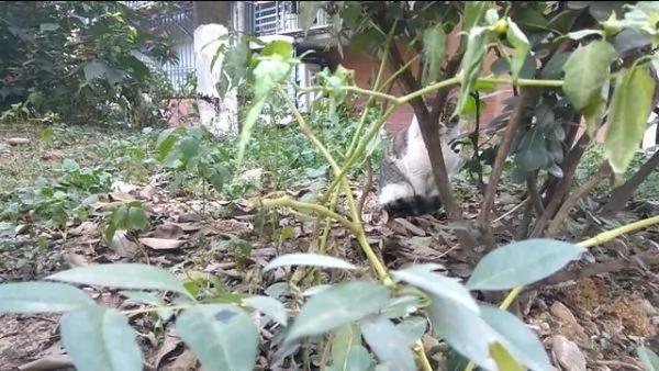 猫咪误食老鼠药身体虚弱 同伴的举动让人感动