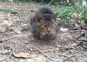 猫咪误食老鼠药身体虚弱 同伴的举动让人感动