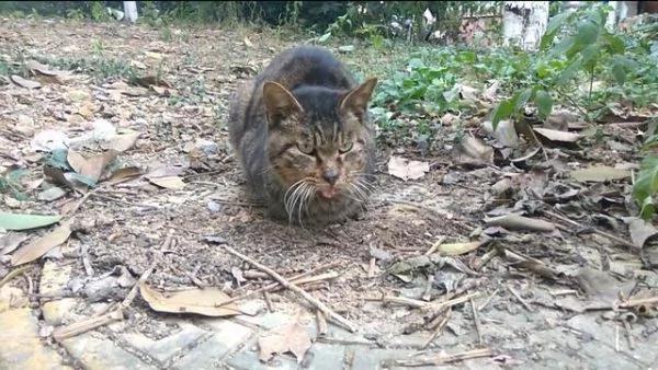 猫咪误食老鼠药身体虚弱 同伴的举动让人感动