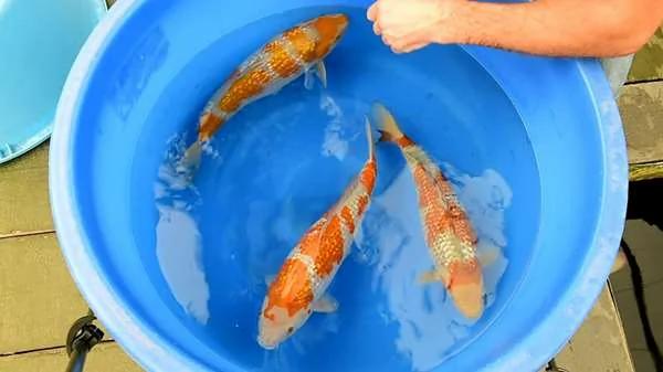 养了8年的鲤鱼“肚子突然变超大” 没想到它肚子里有这“东西”!