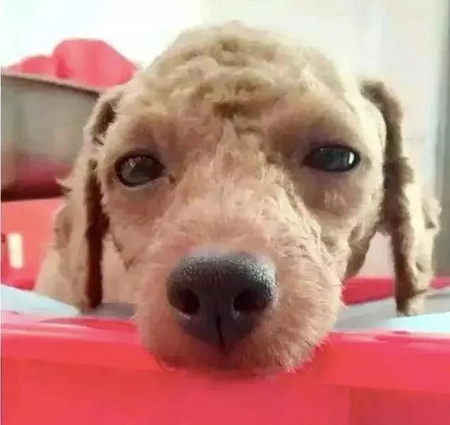 狗妈妈多次把狗宝宝扔进垃圾桶?原因却很暖心!