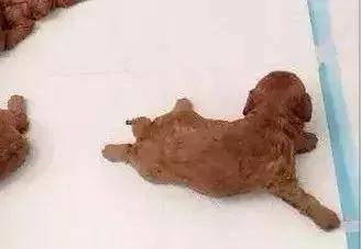 狗妈妈多次把狗宝宝扔进垃圾桶?原因却很暖心!