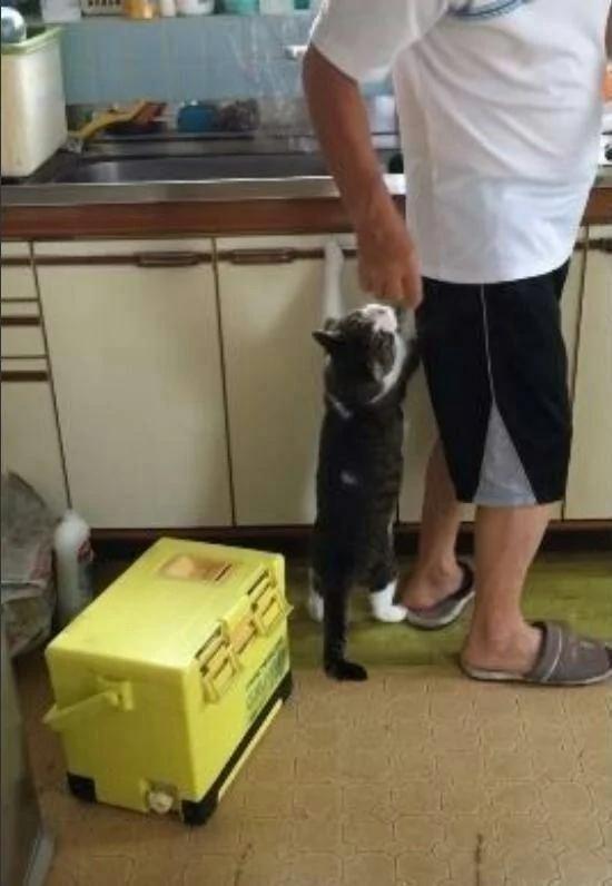 猫咪见主人不给它吃鱼 情急之下竟做出这种事 场面一度尴尬!