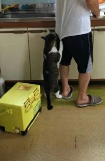 猫咪见主人不给它吃鱼 情急之下竟做出这种事 场面一度尴尬!