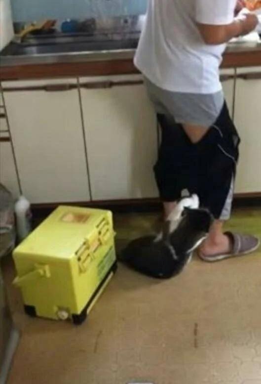 猫咪见主人不给它吃鱼 情急之下竟做出这种事 场面一度尴尬!