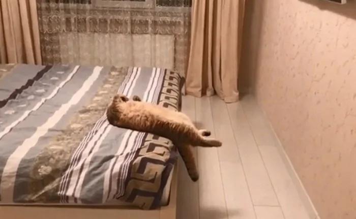 下班回家看到 猫咪正四脚朝天躺在床上睡觉 这姿势成精了