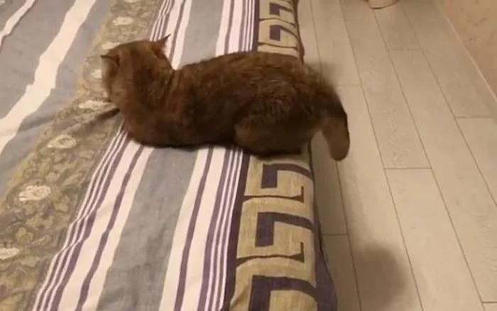 下班回家看到 猫咪正四脚朝天躺在床上睡觉 这姿势成精了
