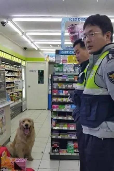 金毛狗只是偷了根香肠 就被警察抓 没想到因祸得福!