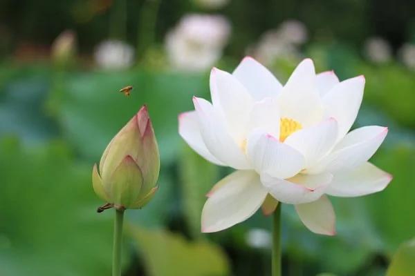 戒色初步