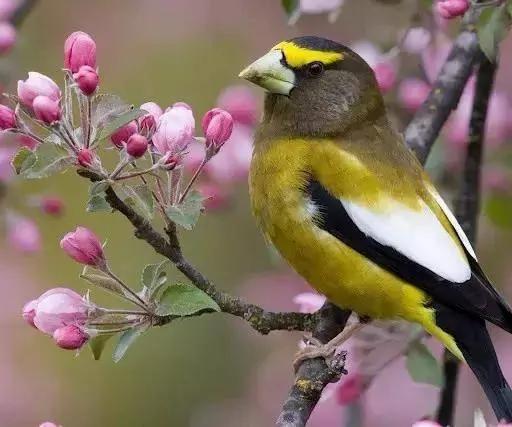 花、鸟、诗词间的碰撞 竟如此惊艳!