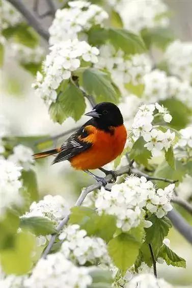 花、鸟、诗词间的碰撞 竟如此惊艳!
