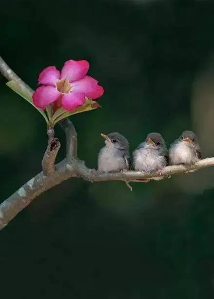 花、鸟、诗词间的碰撞 竟如此惊艳!