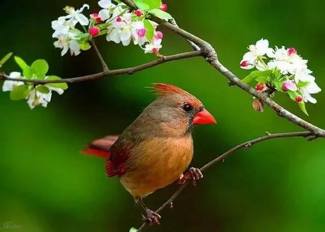 花、鸟、诗词间的碰撞 竟如此惊艳!