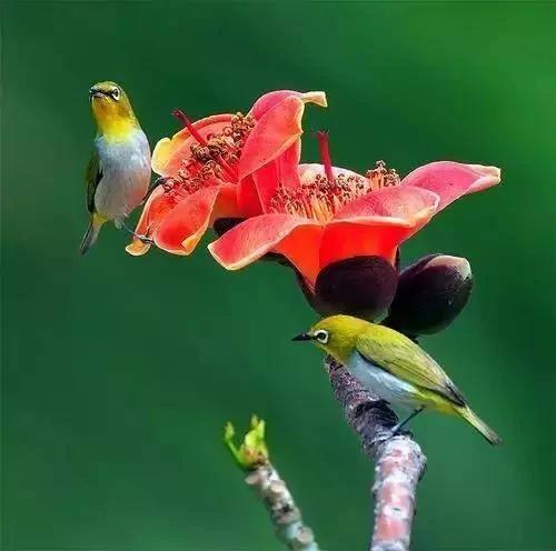 花、鸟、诗词间的碰撞 竟如此惊艳!