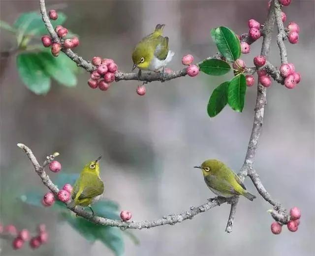 花、鸟、诗词间的碰撞 竟如此惊艳!