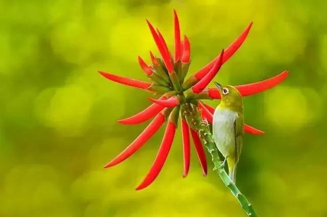 花、鸟、诗词间的碰撞 竟如此惊艳!