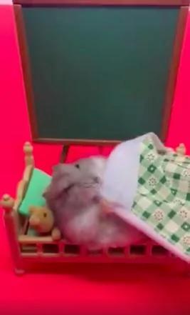 鼠鼠准备盖被子睡觉 动作太大竟被黑板正中脸部…滑稽模样超萌!