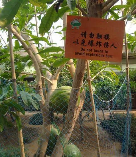 世界上竟然有炸弹树 果实威力近似小型手雷